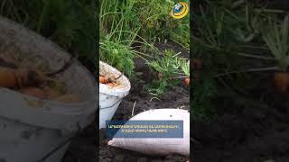 Արամուսում uպանել են ամուսիններին, եղանը կոխել կնոջ փորը. նոր մանրամասներ ողբերգությունից