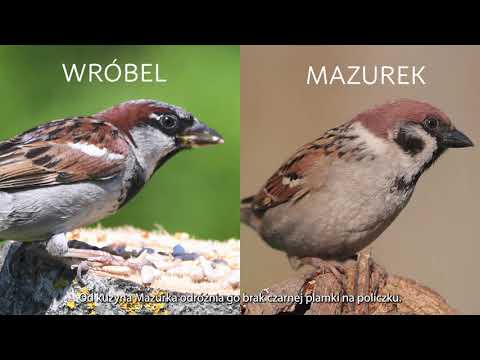 Wróbel - rozpoznaj ptaki w ogrodzie.