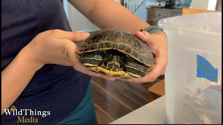 How to Pick Up an Eastern Box Turtle, Red Eared Slider Turtle, and Snapping Turtle