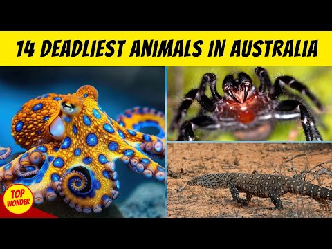 14 Deadliest Animals In Australia