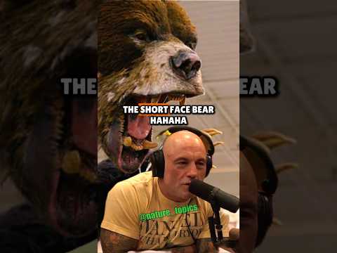 Why Is the Most Terrifying Prehistoric Bear Called “Short-Faced”? Joe Rogan & Beth Shapiro
