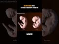 The Developmental Similarity Between Human and Dolphin Embryos