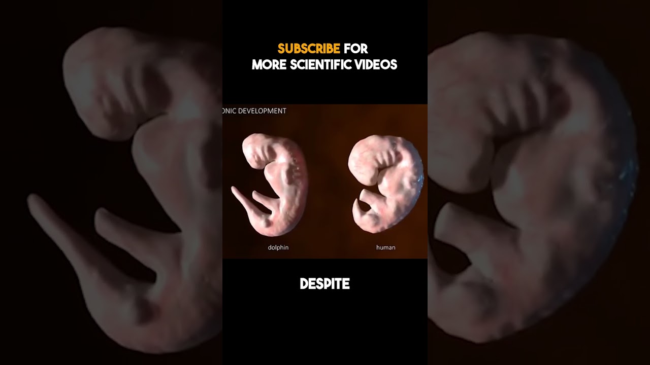 The Developmental Similarity Between Human and Dolphin Embryos