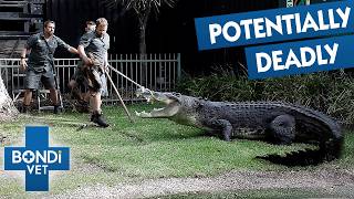 Giant Reptiles Need Vet's Help | Bondi Vet