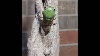 Time lapse of cicada coming out of shell