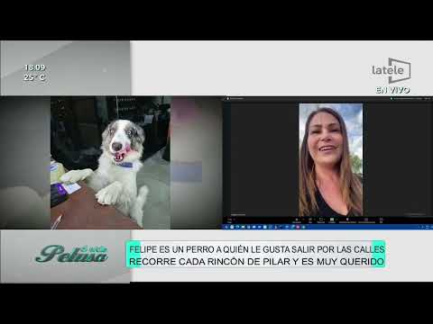 Felipe, the viral dog from Pilar, recognized by neighbors throughout the city. Natalia Dos Santos...