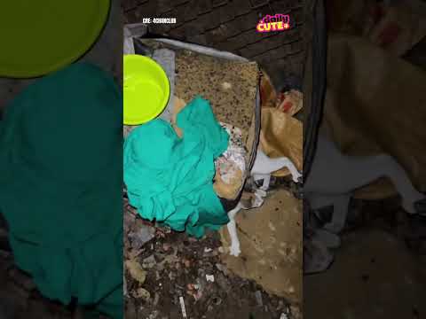 Ai nuôi mèo chú ý nhé #dailyvlog #xuhướng #tintuc #foryou #funny #pets #giaitri
