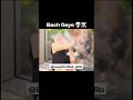 Bhago Bc Meme Narendramodi Funny Zoo Zoologicalpark Tiger