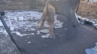 Video preview image #1 Golden Retriever Puppy For Sale in Pottstown, PA, USA