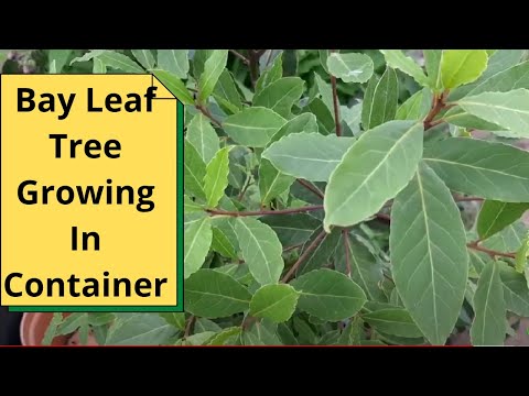 Bay Leaf Tree Growing In Container