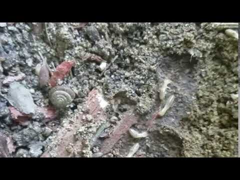 Bad News! We Discovered Termites in Home in Colts Neck, NJ