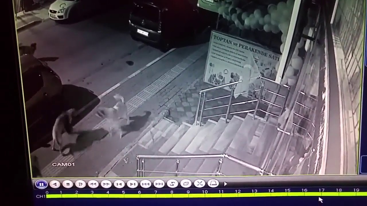 Кот разогнал стаю бродячих собак