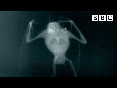 Slo-mo camera's show secrets of bat's flight - BBC