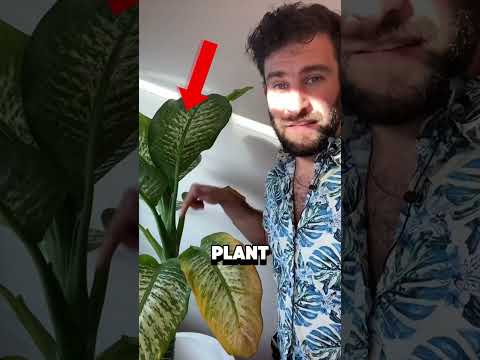 Worlds most DANGEROUS plant!🌱