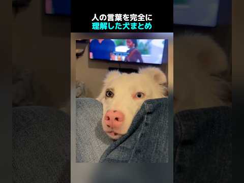 人の言葉を完全に理解した犬まとめ