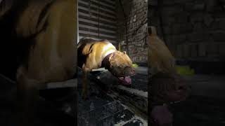 Most Dangerous Pitbull Dog Breed 🥵🥵 #shorts #pitbull #dog #dogs