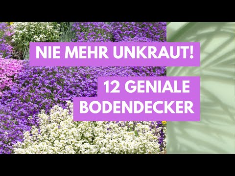 Unkraut - Nicht mit diesen 12 Bodendecker! So wird Dein Garten pflegeleicht & wunderschön!