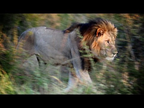 Pilanesberg National Park - North West P