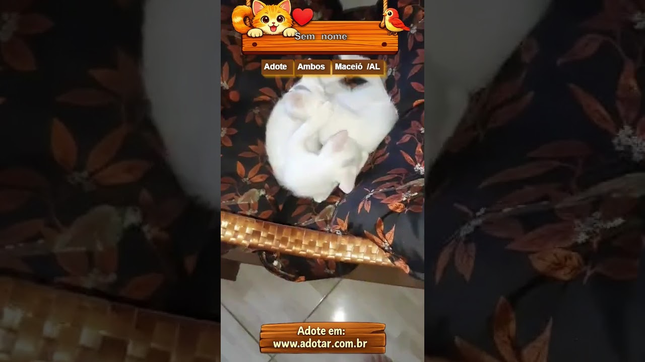 Gato raça SRD-ViraLata idade 2 a 6 meses nome Sem nome