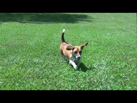 Dog chasing June Bugs