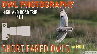 Bird Photography-Short Eared Owls on Mull-Highland Road Trip Pt.3