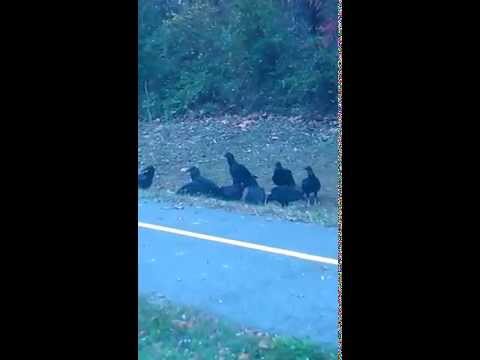Vultures Eating A Deer Carcass (Get them out of your life)