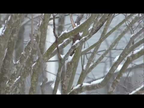 Bird Feeder After The Snow