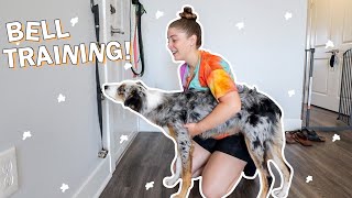 How To BELL TRAIN Your Puppy to GO POTTY! Potty Training Your Pup With Potty Bells!