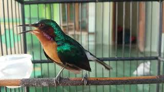 Download lagu kolibri muncang gacor pancing kolibri lain bunyi mp3