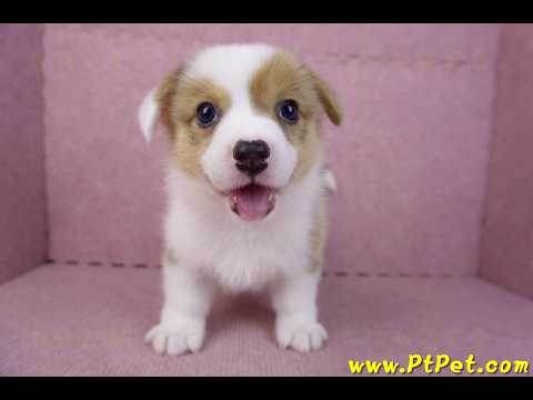 09/22雙色柯基犬公幼犬