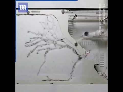 White sand ant farm time lapse