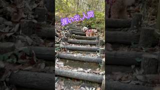 【しゃくれ犬クレール】 都会育ちのクセに山を我が物顔でズンズン登るトイプードル 【犬の日常】