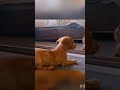 Manike Cute Dog Funny Moments Cute Dog Funny Videos Cute Dog Funny Dog Cute Dog Comedy Videos Cute