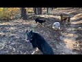 Dogs Humping Other Dogs And What Should The Owner Do How To Teach Dogs To Stop Humping Other Dogs