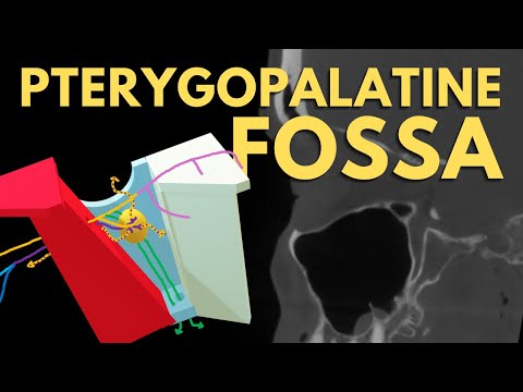 Pterygopalatine Fossa Anatomy | PPF Boundaries and Foramina | Radiology Anatomy Part 1 | CT Brain