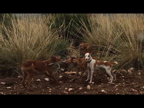Podenco Andaluz Del Tajuña.