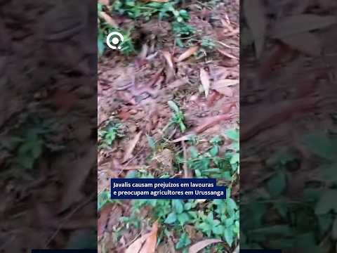 Javalis causam prejuízos em lavouras e preocupam agricultores em Urussanga