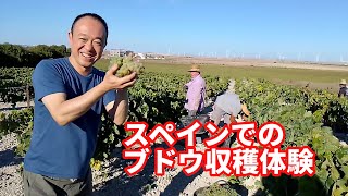 スペインでブドウ収穫体験