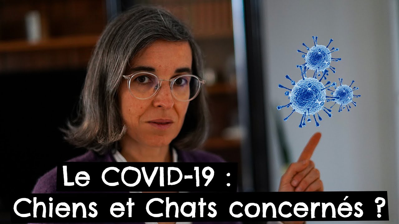 Le COVID-19 : Chiens et Chats concernés ?? ??