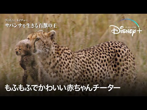 もふもふな赤ちゃんチーターにつきっきりのお母さん