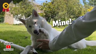 NEVER Take My Dog's Cardboard...