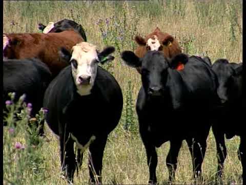 de 9 a 12 compilado 2007 (17)