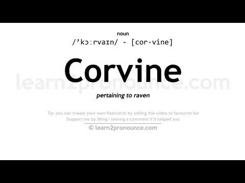 Pronunciation of Corvine | Definition of Corvine