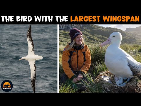 Wandering Albatross - The Eagle-Sized Albatross