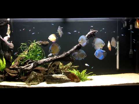Josh's Discus Fish Tank - Blue Fish Aquarium 11.13.14
