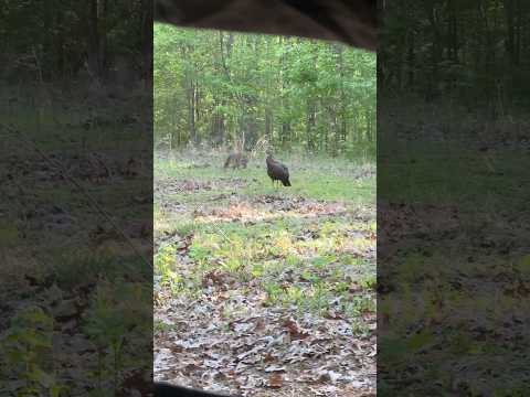 BOBCAT ATTACKS TURKEY DECOY! #huntthebreak #hunting #turkeyhunting #bobcat