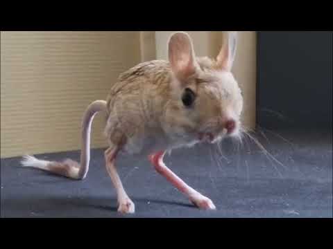 The Bounciest Little Desert Creature: Egyptian Jerboa#animalfacts #wildlife #toocutetohandle