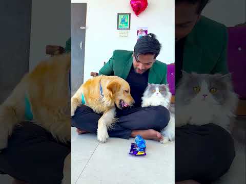 मेरे बिल्ली को मेरे डॉग पर गुस्सा क्यों आया था😱 #funnydogs #shorts