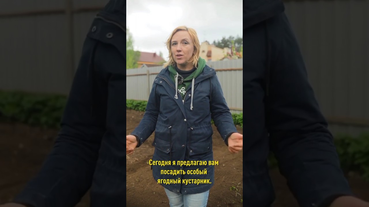 Жимолость будет просто усыпана сладкими ягодами при такой посадке!