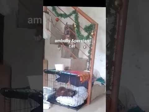ambully&persian cat